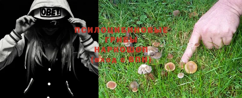 Галлюциногенные грибы MAGIC MUSHROOMS  как найти закладки  Зубцов 